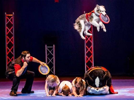 Chris Perondi's Stunt Dog Experience